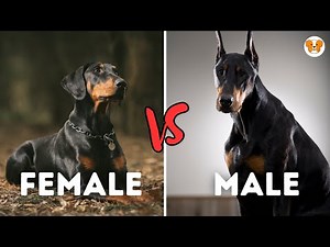 Male vs Female Doberman Pinscher - 10 Differences Between Them