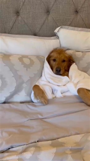 How I keep an eye on my lazy pup… #petcube #goldenretriever #brandpartner #dog #fblifestyle | Aimee Mccurrie