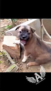 Chiquito pero peligroso #shorts