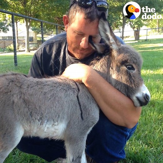 4M views · 11 reactions | This newborn donkey has the cutest way of asking for hugs 珞 | The Dodo | Facebook