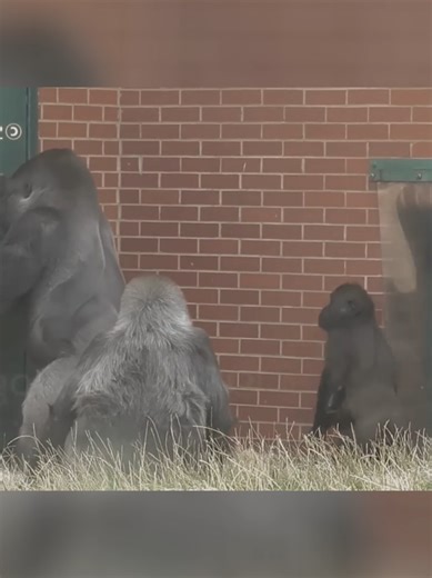 Lope the Gorilla – His Story Through My Lens #funnymonkey #usa #gorilla #greenscreen #greenscreen