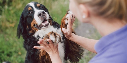 How having a dog can make you healthier