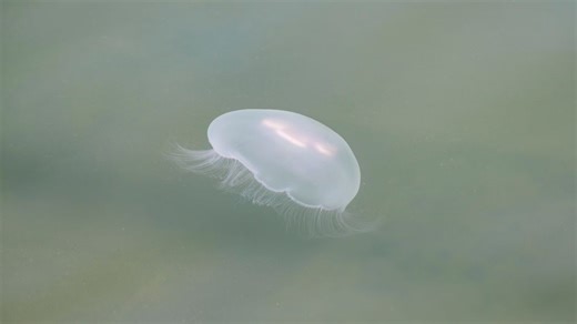 Several southern Maine coastal communities issue jellyfish warnings