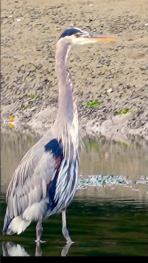 Great Blue Heron Up Close!! (Canada Nature) #birds #heron #birdsofprey #wildlife #naturephotography