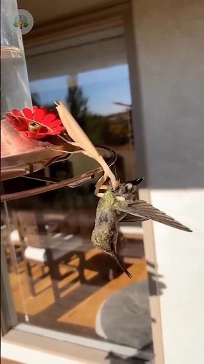 You Won't Believe What This Mantis Did 😱 #viral #shorts #nature #wildlife #survival #hummingbird