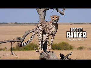 Male Cheetah Calling For A Mate | Lalashe Maasai Mara Safari