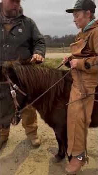 TSP LOT# 3240 - Blackie - Pony - Mare - 13 YO - 40-41 inches - $1500