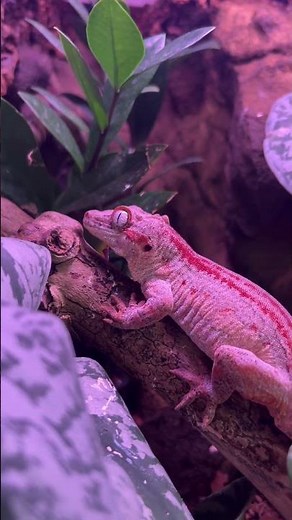 54 Seconds Of Reptiles From BHB (Throwback) #reptiles #bhbreptiles