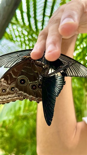 happy halloween! here’s something you don’t see every day👻 we have a ménage à trois (household of three) — a pair of great mormons (papilio memnon) mating…with a blue morpho (morpho menelaus) wanting to get in on the action 👀 i think miss girl clearly got her wires crossed…maybe she had a bit too much fermented orange, but we’ve all been there right? we listen & we don’t judge! | The Butterfly Farm Aruba