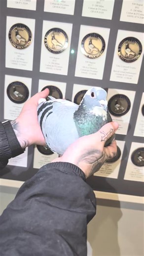 Direct from Excalibur son of King Arthur, Absolutely stunner extremely nice in the hand. Bred by John Crehan, John has some belters available get in contact with him if your interested 447932552626 👌 | Jack Berry