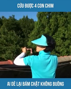 260K views · 3.8K reactions | Cứu được 4 con chim ai dè lại bám chặt không buông | Tin Hot | Facebook