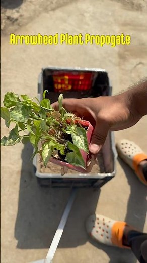 Arrowhead plant propagate l how to do it l #gardening #gardeningtips #plantlovers best indoor plant