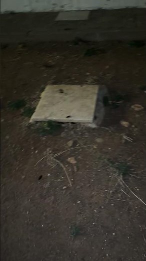 Found a massive nest of Cockroaches