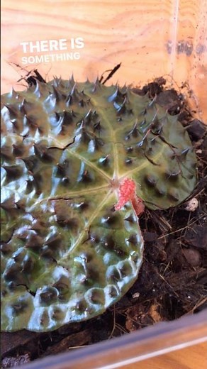 Begonia leaf propagation 🌿 #begonia #propagation #leafpropagation #houseplants