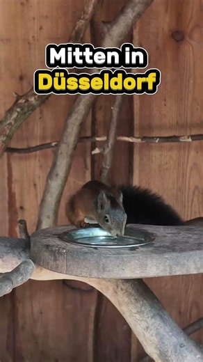 Neun Eichhörnchen wohnen hier 🐿️ Mitten in Düsseldorf