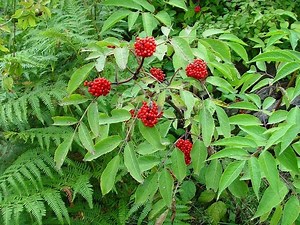 Sambucus racemosa - Alchetron, The Free Social Encyclopedia