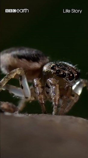 Deadly Spider Dance-Off! 🕷