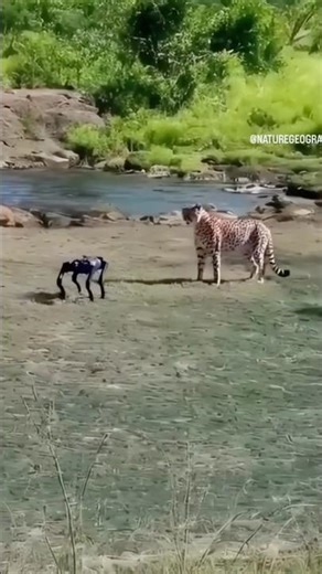 Robot versus TIGER 🐯 #tiger #vs #robot #fight #shortvideo