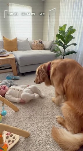 😂🐶 Dog Tries to Bathe Baby with Tongue! (CCTV Caught This!)