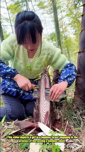 Harvesting Bamboo Shoots for Food