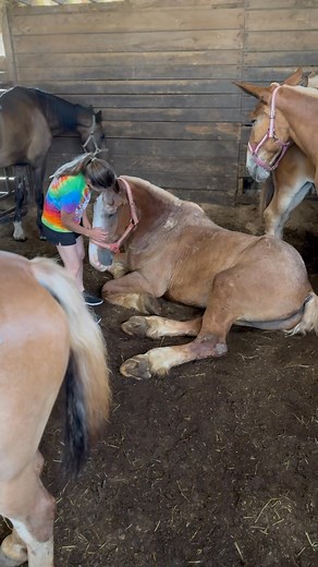 TRIGGER WARNING: extremely disturbing footage. Watch at your own risk. I have never shared unedited and raw footage like this before. I’m nervous to do it now but I think it’s important for people to see. This video is only about two minutes long but it’s an example of what my wife Ally does inside the slaughter holding facility to rescue these unwanted horses. An elderly Belgian draft horse went down and was unable to return to his feet. He was working the fields just a week ago pulling and col