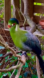 The white-cheeked turaco is a species of bird in the family Musophagidae. It is found in Eritrea, Ethiopia, and Sou | Feathered Wonders of America