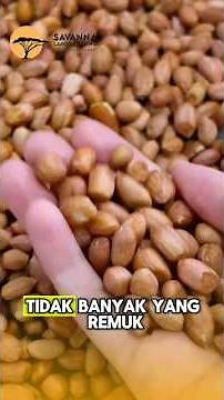 Tips Memilih Kacang Tanah