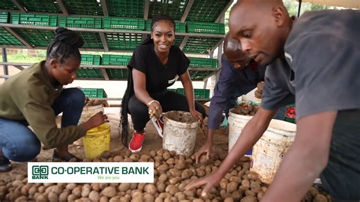 We begin the potato value chain on #KenyasGold Join us as we unpack why potato farming is integral in the agricultural sector | Citizen TV Kenya