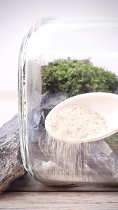 18K views · 250 reactions | Mini terrarium scape in a Nutella jar #mini #terrarium #scape #nutella | The Urban Nemophilist | Facebook