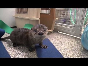 Rescued river otter pup