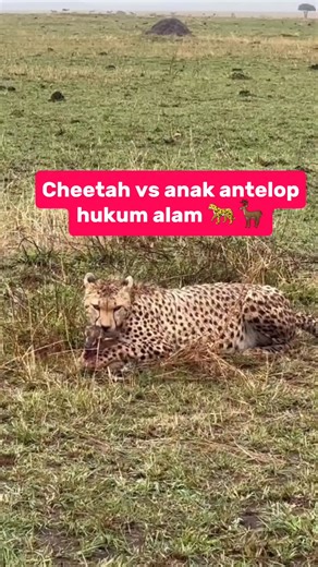 The last cry of the young antelope broke through the air—a fragile sound, full of despair. Moments later, only the silence of the savanna remained, carrying the bitter tale of predator and prey 🦌🐆 #reels #animals | Inot Counter Attack