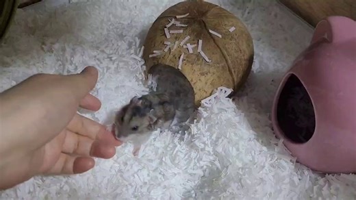 My sweet little Rosie girl used to do stuff like this. She was the sweetest little Dwarf hamster. She became an old lady and I held her while she passed. I miss her dearly.