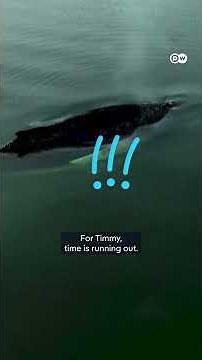 We failed Timmy, the stranded whale — now what? | DW News