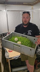 germinated wheat grass fodder test #farm #farmlife #homestead #offgridliving #offgridlife | Field to Farm