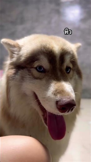 What is there to eat?