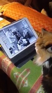 1.1K views · 60 reactions | Does anybody else have an animal that likes to watch "The Andy Griffith Show"? Miss Kitty loves the "Dogs, Dogs, Dogs" episode. She likes the part where the dogs are taken out to the field. 藍 Please share your videos/pics with us.  | Andy Griffith Museum | Facebook
