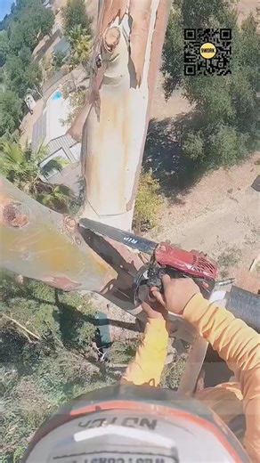 Tree Branch Cutting at Height — A Close Look at Outdoor Maintenance Work #9work