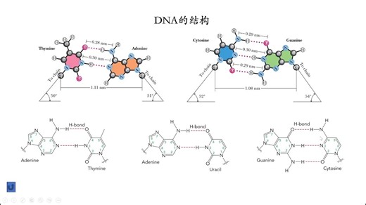 DNA空间结构及功能 生物化学第七课