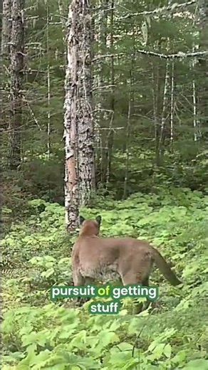 Years of Trail Camera Secrets Revealed! Catching Wild Action #shorts