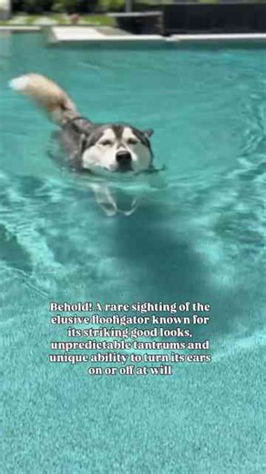 Splish Splash! Husky Takes Over the Pool!
