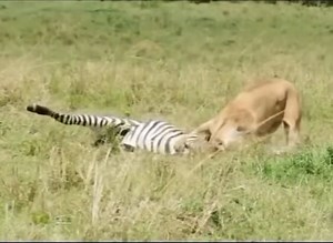 354K views · 4.8K reactions | Lion 女 trying to ride on the back of a zebra 煉 | Gavin Gordon | Facebook