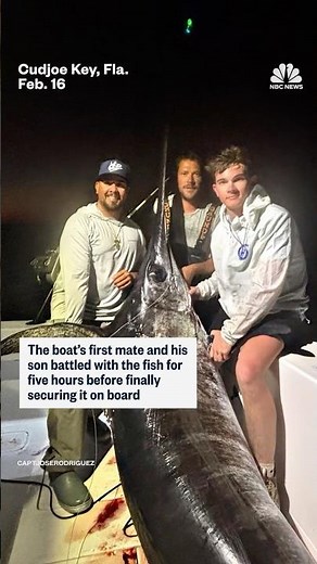 A swordfish weighing over 480 pounds is caught off the coast of Florida Keys