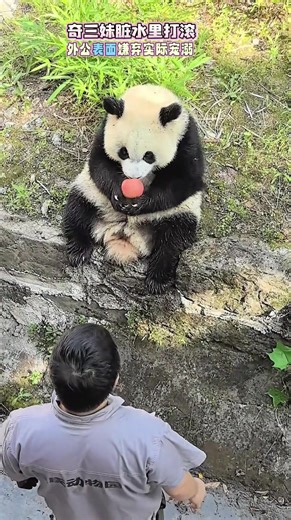 Funny Panda Moments with Keepers