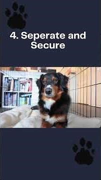 Managing your dog in heat