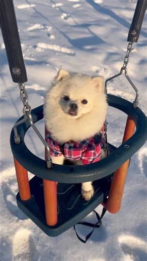 I’m perfect and I know it 😎🐶💕