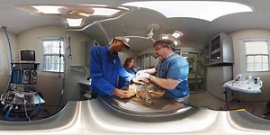 117K views · 483 reactions | Watch the moment a young green sea turtle is released back into the ocean after two months of recovery at the Bermuda Aquarium, Museum and Zoo. | USA TODAY | Facebook