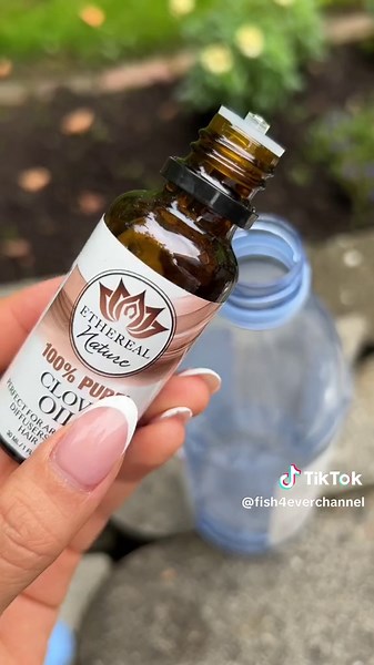 this is how i use sleepy juice (clove oil water) to make ill fish skeep forever 💧😌 #fishtok