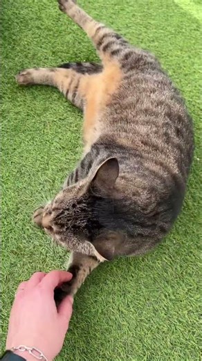 Soft Cat Moments You Need Today 🐾