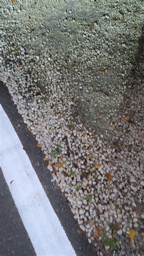 Naming this guy Steve… he’s a frequent visitor of our driveway. It never fails when we pull in at night… our trusty guard hermit crab is waiting. 🥰🥰🥰😎😎😎🙌🏼🙌🏼🙌🏼 | Crustacean Plantation