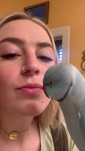 Indian Ring Neck Parrot Sounds: How Loud Are They?